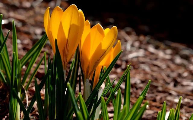 Oranje krokussen in de lente