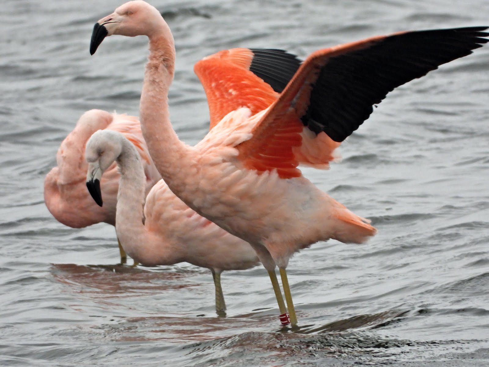 chileense flamingo
