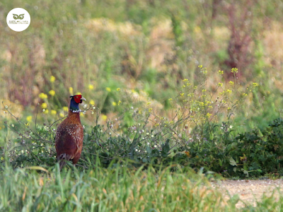 Faisán vulgar (Phasianus colchicus)