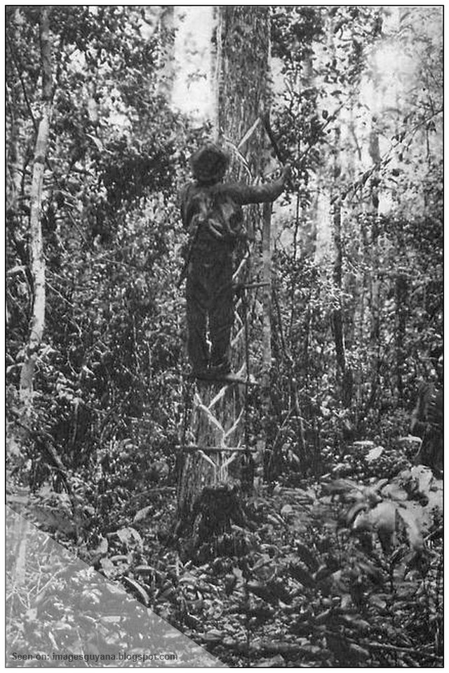 ImagesGuyana Bleeding the Bully Tree for Balata