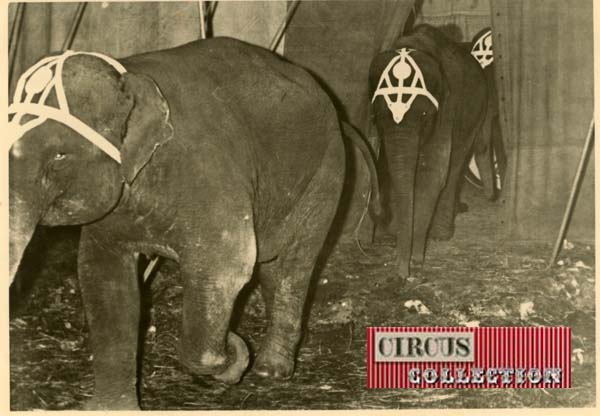 les éléphants du Cirque Medrano Swoboda  sortent de piste 