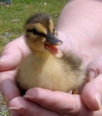 Banker saves baby ducklings