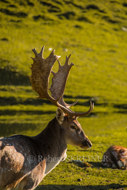 Robert SKREINER - Blog