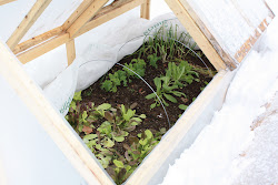 cold frame mini greenhouse feedback homestead highlight rob weather greenhouses winter summer