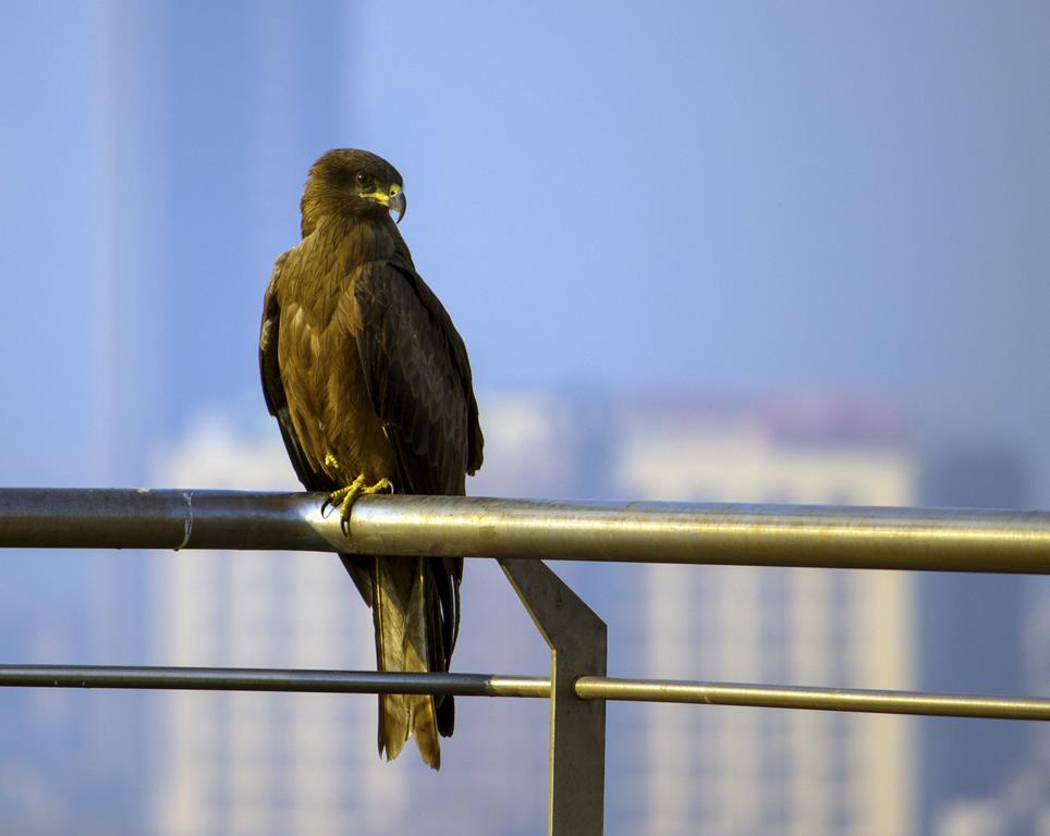 Mumbai Daily Bandra birds