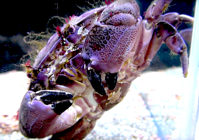 Aquarium Movies Japan Archive 生きている魚図鑑 スベスベマンジュウガニ Brown Egg Crab Atergatis Floridus