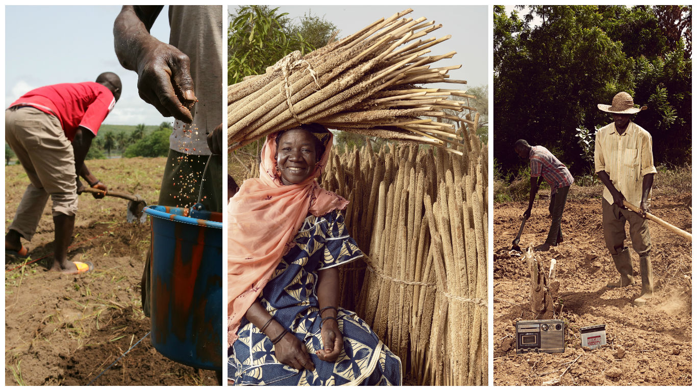 Learn About Millet Plants Chic African Culture