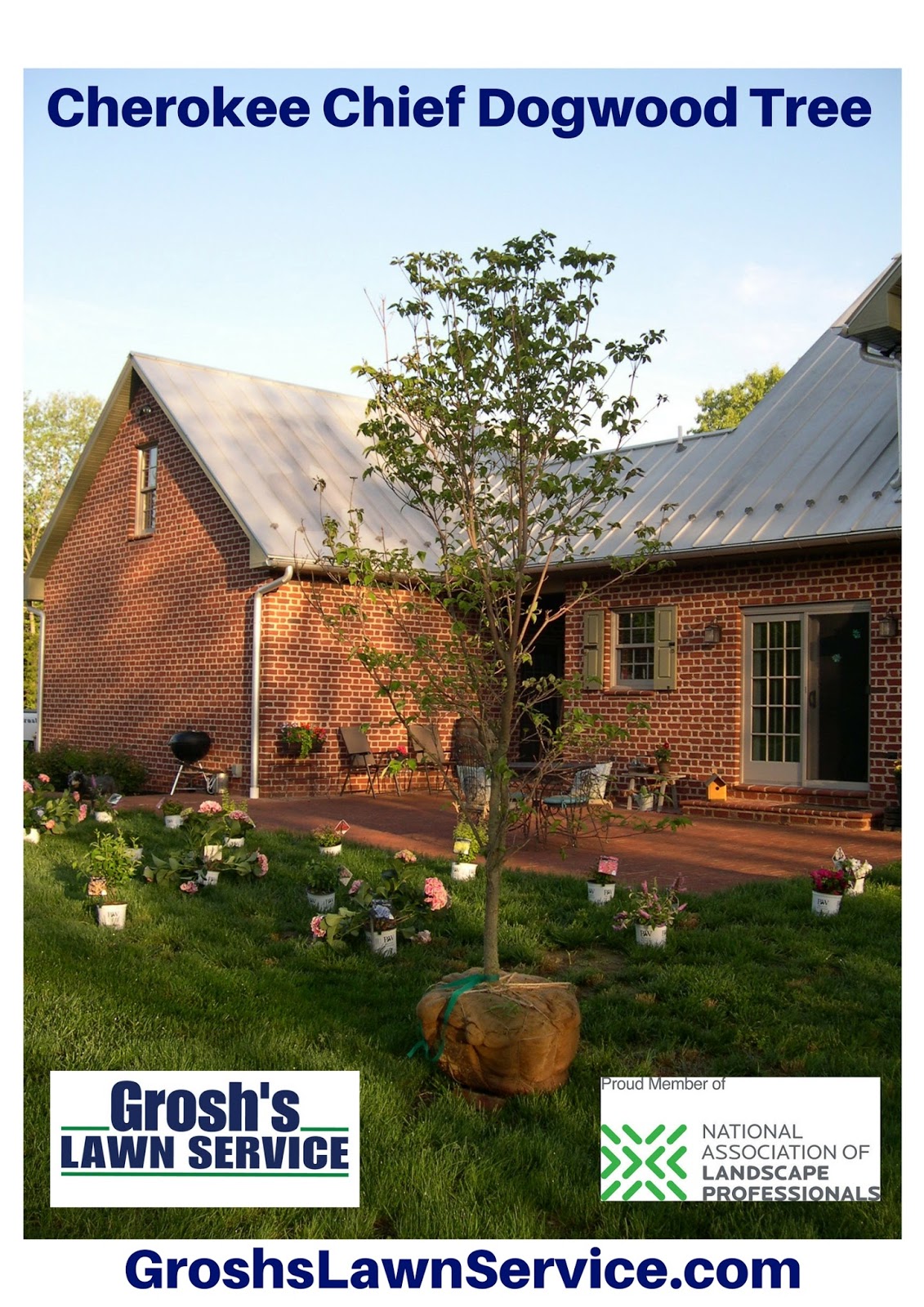 Groshs Lawn Service Dogwood Trees Nursery Tree Planting Hagerstown MD