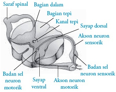 Sumsum Tulang Belakang Manusia Struktur Fungsi Bagian