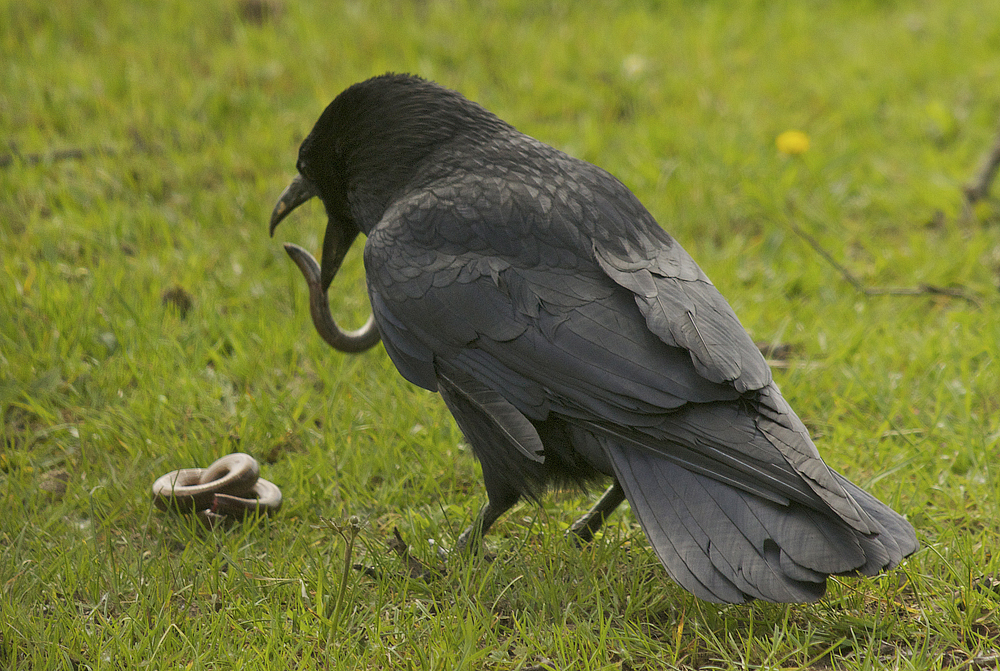 The Shadoxhurst Garden Slowworm attacked by Crow (Cert.18)