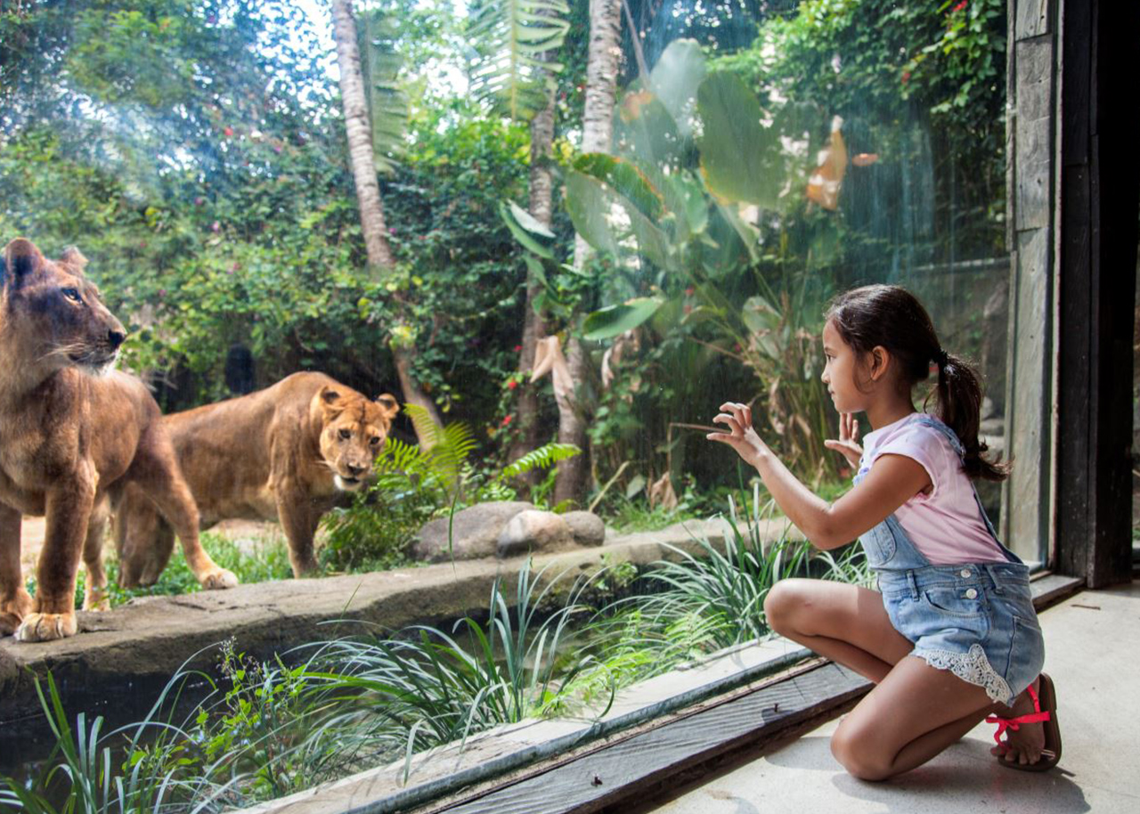 Bali Zoo Cheap Tickets with Online Booking | Wa +6282144055762