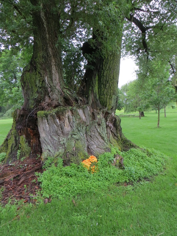 Kristazio on Golf Playing Meadowbrook