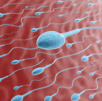 Hukum menelan Sperma menurut fiqh syafi'ah
