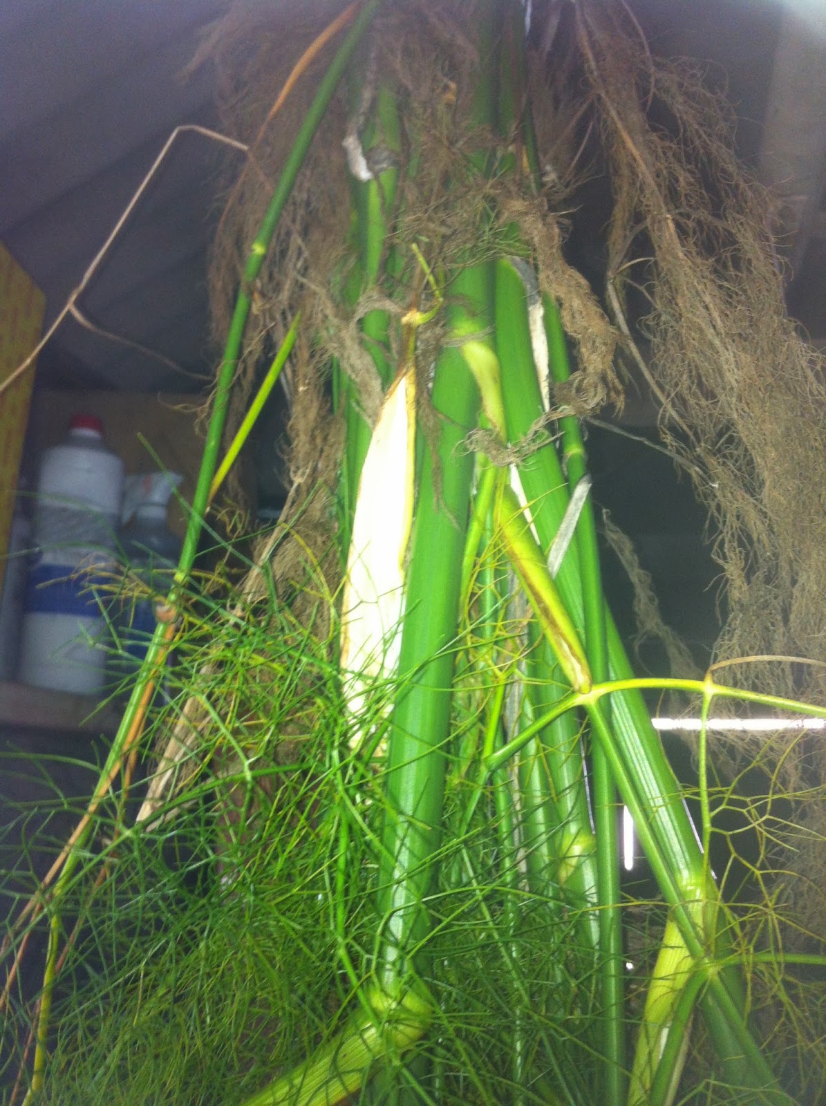 French Cooking School Fennel Harvest