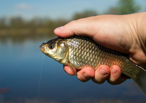 Ловля карася летом