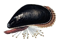 Siyah bir midye hayvanı