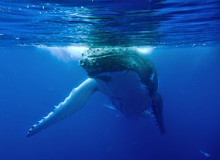 Swimming with Humpback Whales