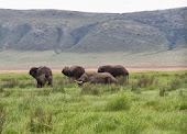 Ngorongoro Creter