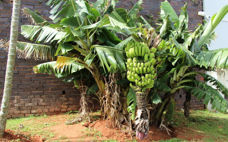 Pohon industri pisang