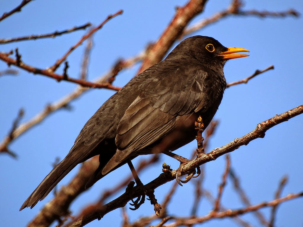 черный дрозд слушать. черный дрозд. чёрный дрозд птица пение. черный дрозд слушать. черный дрозд поет.