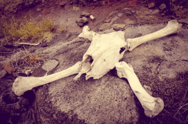botulismo-ossos-pasto-bones-skull-cattle-vetarq