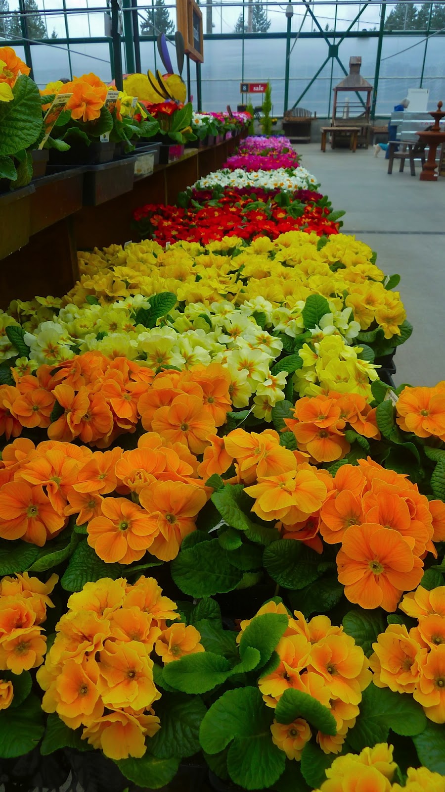 Shoreline Area News Photo by Lee Lageschulte It's spring at Sky Nursery