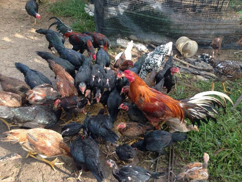 Ayam kampung near me