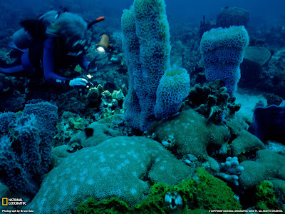 Plongée sous marine visite des récifs sous marin Dominique