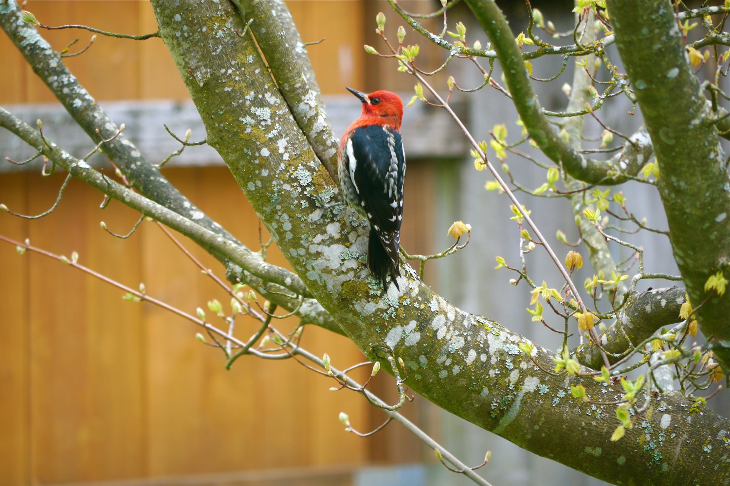 Willamette Valley Backyard Birds RedBreasted Sapsucker, Eurasian