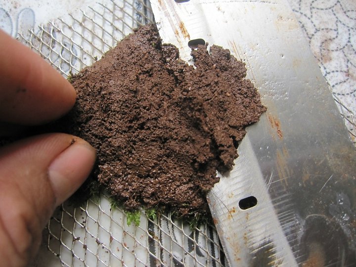 kinh nghiệm xử lý mini fiss thủy sinh bám đất lá cạn -  đặt lên vĩ inox và gọt bớt đất