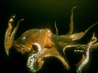 pacific-octopus Wallpapers