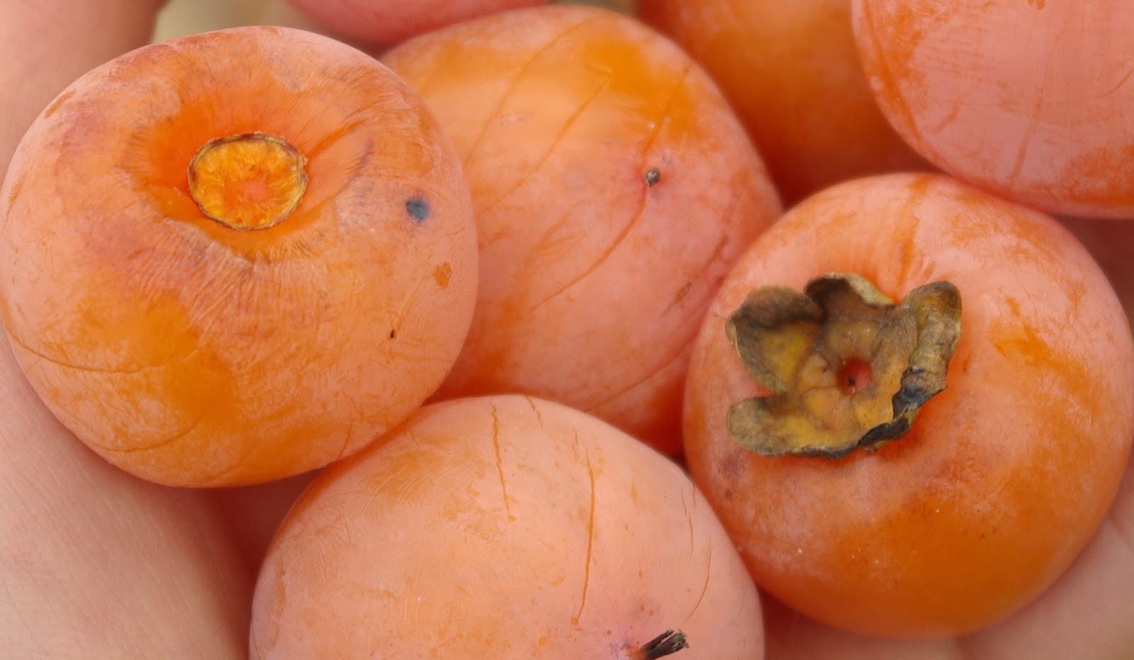 Persimmon - More Than Just a Color.