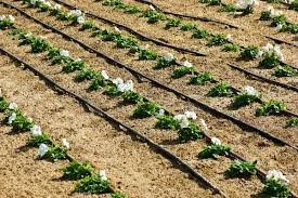 irrigation drip agriculture localized