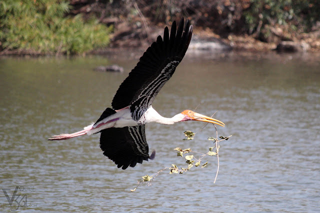 Painted Stork gathering sticks for building nest Painted Stork gathering sticks for building nest