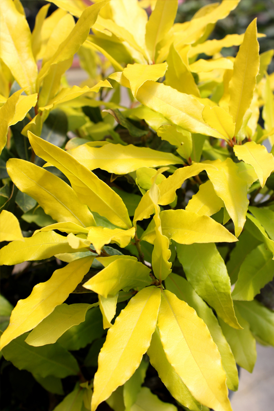 Through the Greenhouse Glass Plant of the Week Sicillian Sunshine