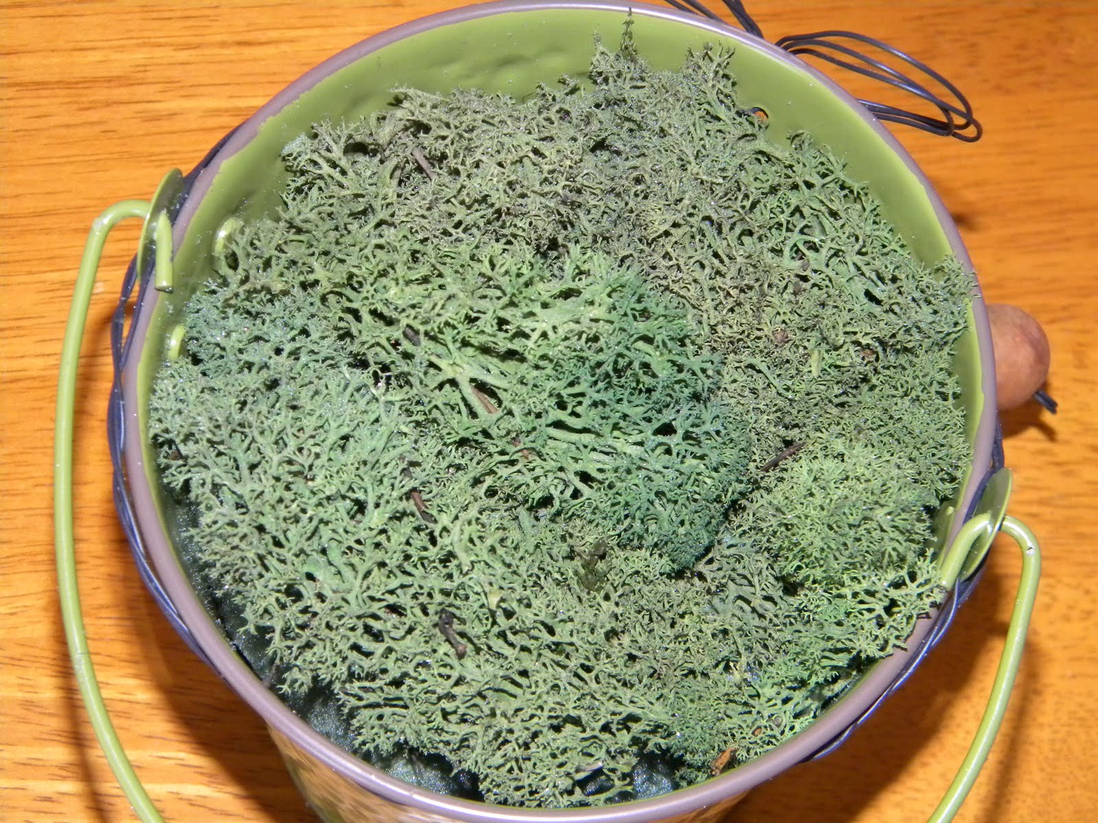 Strickly Us Gift Card Flower Pot