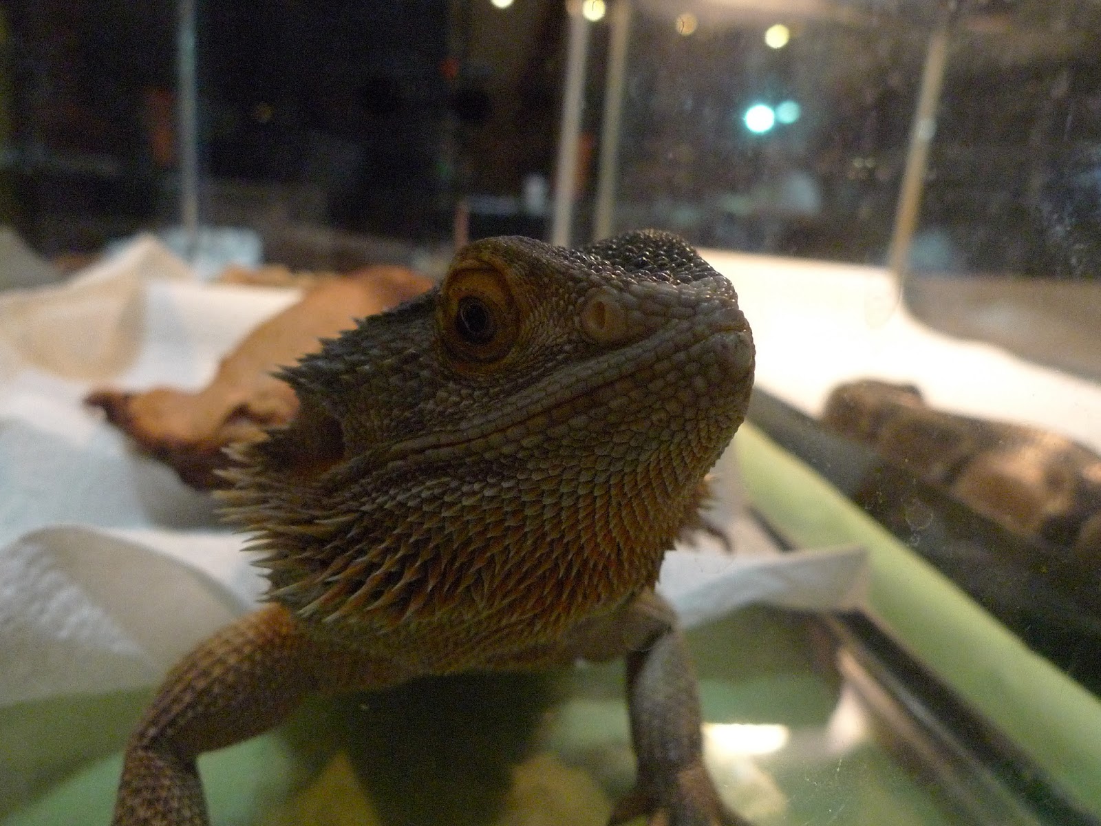 Paraherpetology Repticon Dallas, Part 5 DFW Reptile Rescue