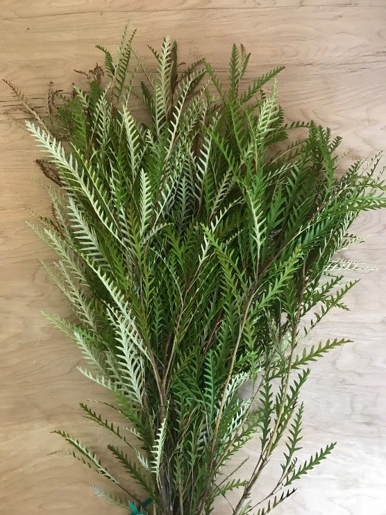 A Passion for Flowers Grevillea Ivanhoe