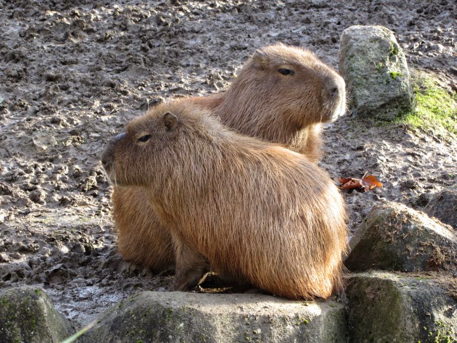 capybara Newquay Zoo