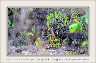Tiger classic sitting pose, Ranthambore, Rajasthan, India