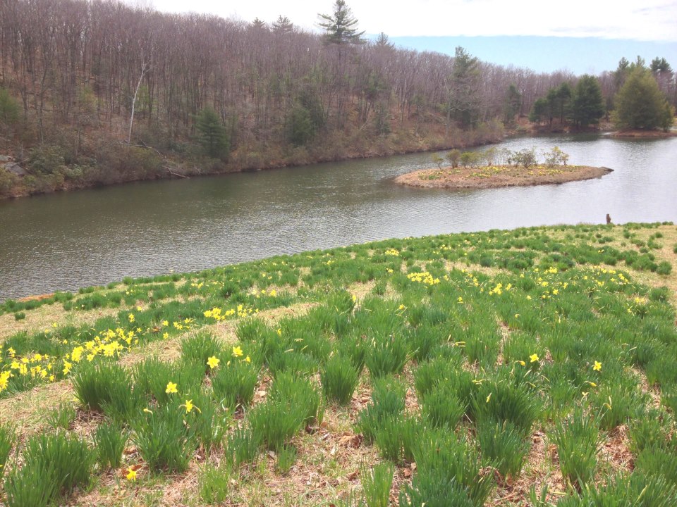 Litchfield Hills & Fairfield County Connecticut Travel Daffodils in