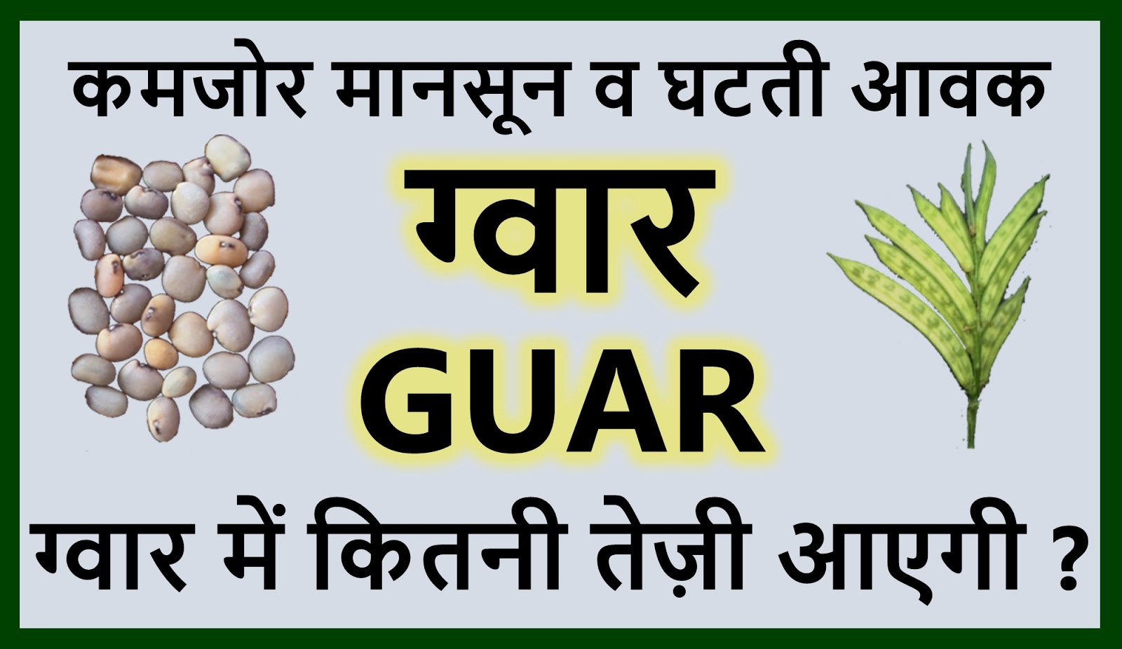 GUAR GUM INFORMATION AND GUAR GUM CULTIVATION IN INDIA ग्वार के भाव