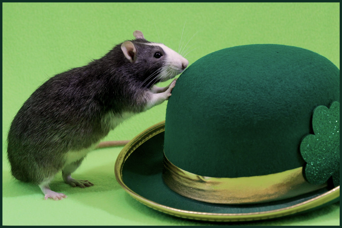 st patricks day rat