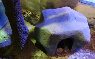 jakarta aquarium neo soho