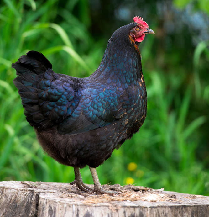 360 Farm and Pet Chick List Updates & Store News!