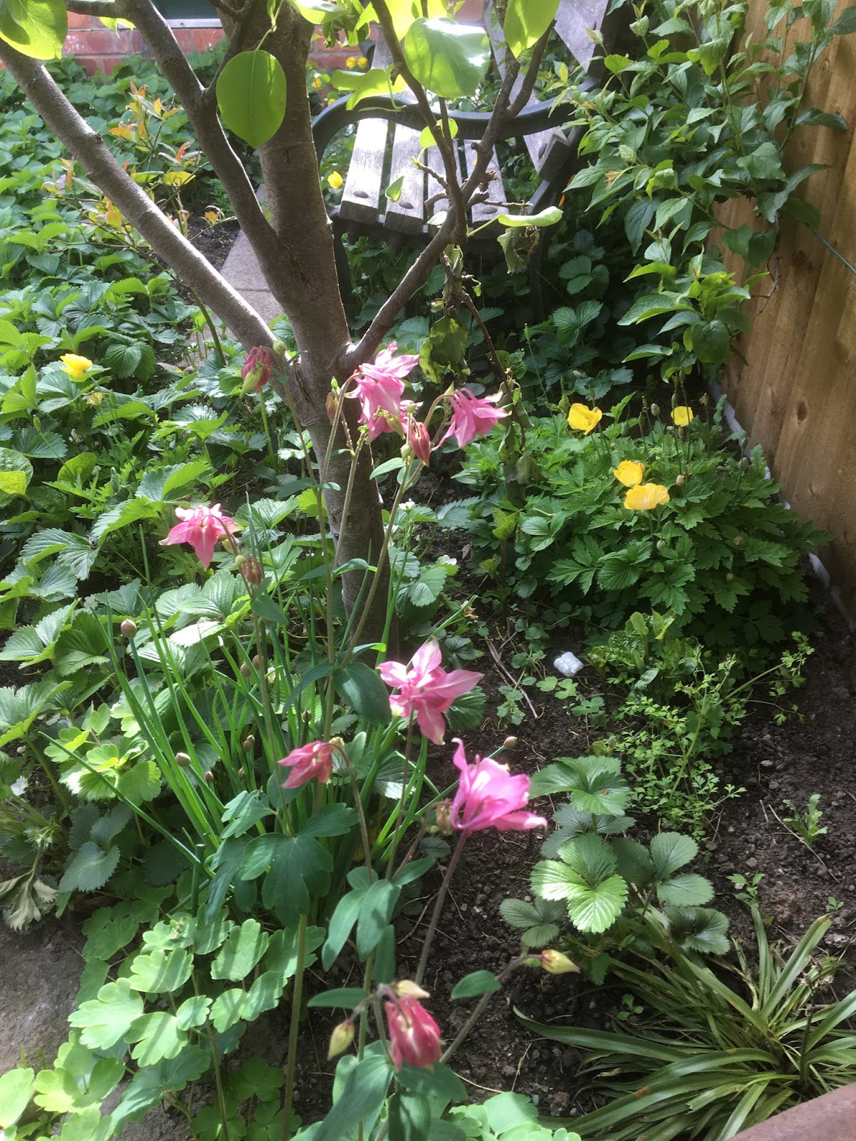 In Praise Of Quince The Next Stage Women And Retirement