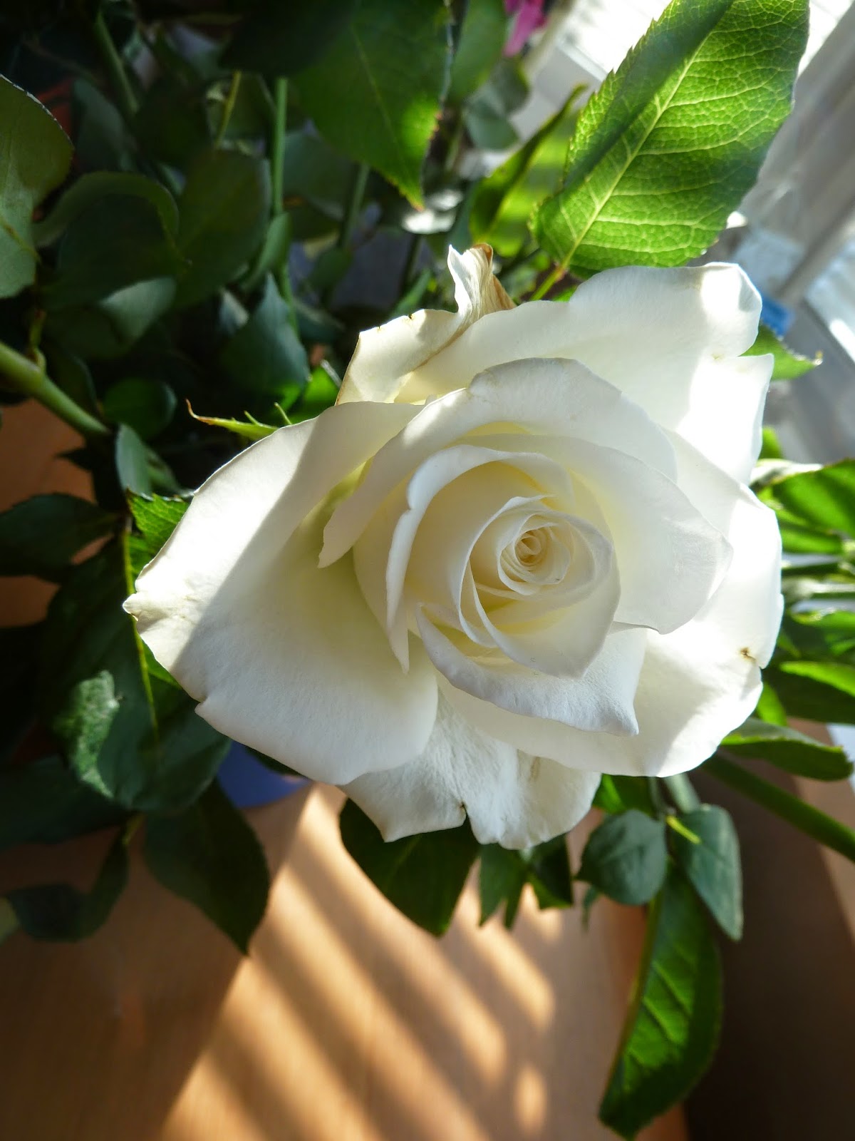 White rose in shaft of sun through blinds