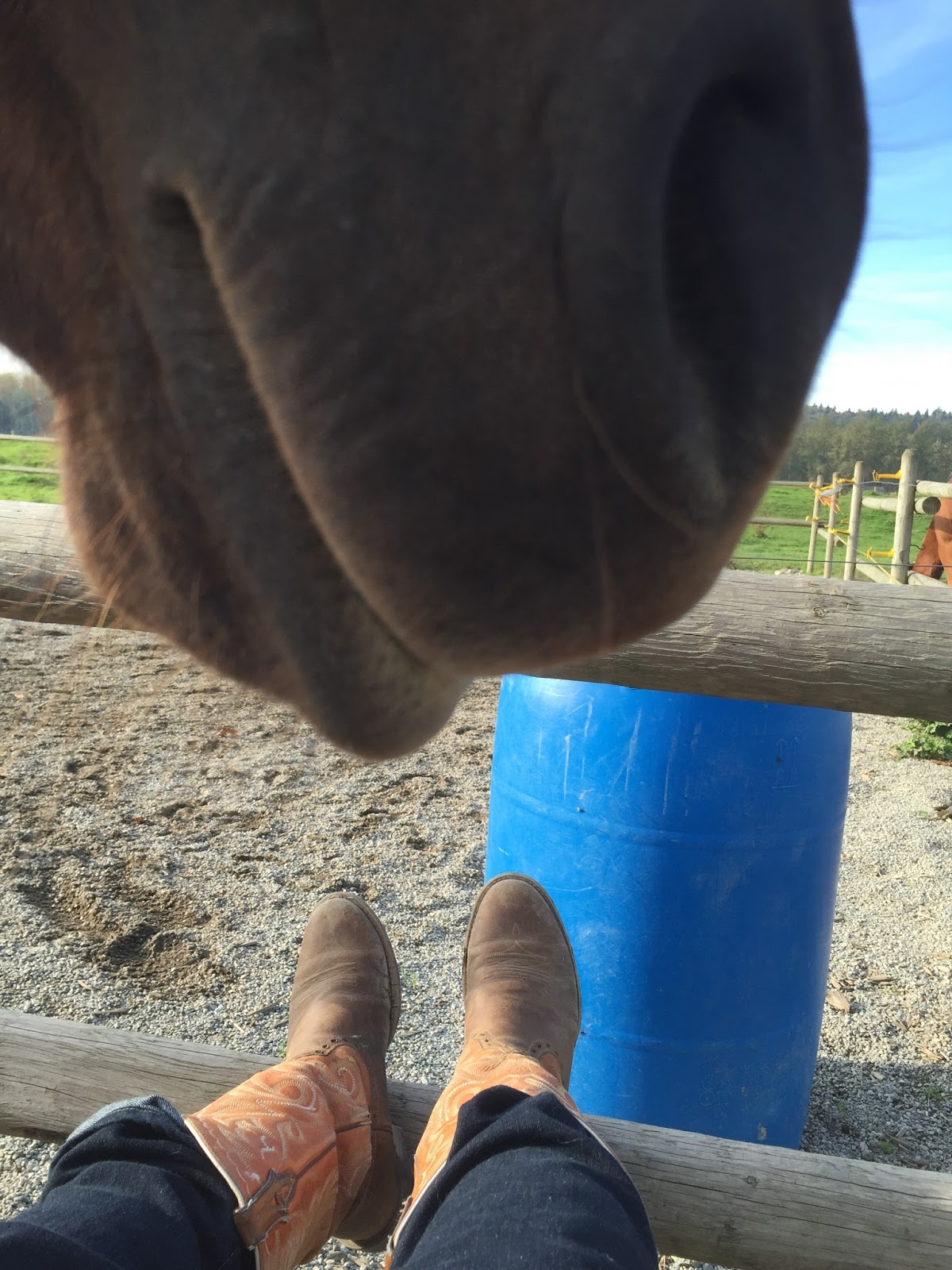 Adventures of a Horse Crazed Mind A Wee Hitch in my Giddy Up