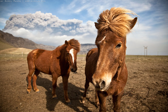 32 Animals That Look Like They’re About To Drop The Hottest Albums Of The Year - The 80s Duo Horse Pop Band From Iceland