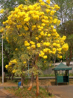 Jual Pohon Tabebuya Kuning | Tanaman Tabebuya Murah